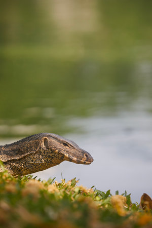 Water monitor lizard in grass in Lumphini Park. Bangkok, Thailand.の写真素材