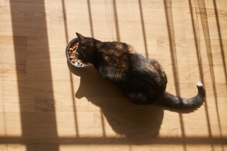 Brown cat eating from metal bowl at home. Morning light and shadow of window on floor.の写真素材