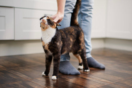 Contented cat greets her pet owner upon his arrival home. Man stroking his cute mottled cat.の写真素材