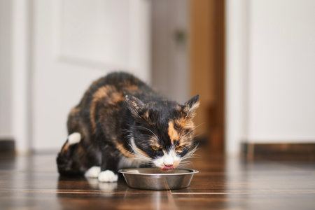 Brown hungry cat is licking itself while eating from metal bowl at home in kitchen. Domestic life with pet.の写真素材