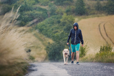 Man with dog on leash walking together on wet rural road in heavy rain. Pet owner and his labrador retriver in bad weather.の写真素材