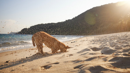Curious dog with head in sand digging deep hole on beautiful beach at sunset.の写真素材