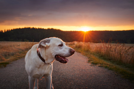 Portrait of happy dog at beautiful sunset. Lost labrador retriever walking on country road between fields.の写真素材