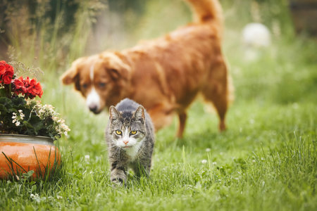 Cat and dog playing together on garden. Freindship between old tabby domestic cat and Nova Scotia Duck Tolling Retriever.の写真素材