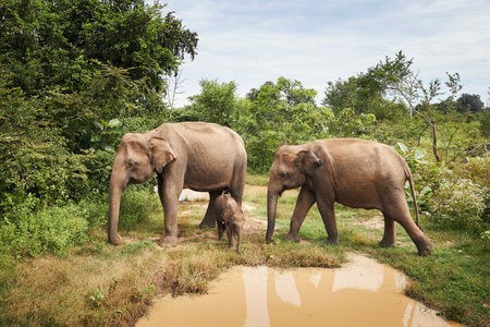 Herd of elephanths walking together through wild nature in Sri Lanka.の写真素材