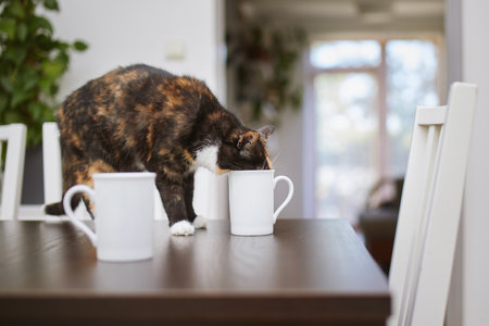 Naughty cat drinking from cup on dining table at home. Domestic life with pets.の写真素材