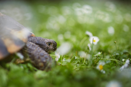 Turtle during slow walking in grass on back yard. Domestic life with pets.の写真素材