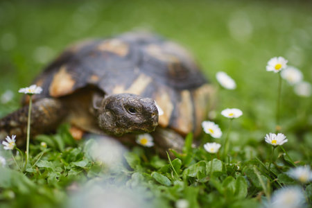 Turtle during slow walking in grass on back yard. Domestic life with pets.の写真素材