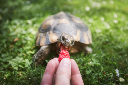 Pet owner giving his turtle ripe raspberry to eat in grass on back yard. Summertime and domestic life with exotic pets.の写真素材