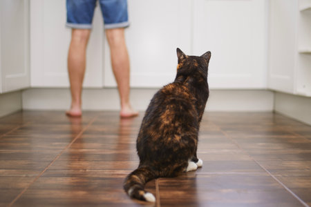 Rear view of curious cat watching his pet owner while preparing food at home kitchen.の写真素材