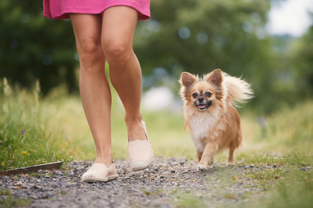 Woman on with dog in public park. Selective focus on happy chihuahua while walking with his pet owner.の写真素材