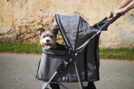 Pet owner during walk with dog in stroller. Happy pampered terrier.の写真素材