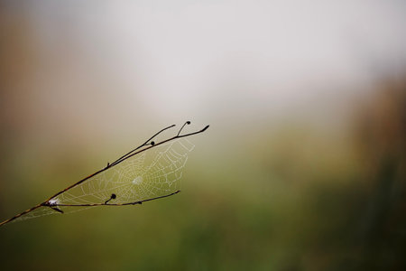 Twig with cobweb in morning dew. Gloomy autumn day in nature. Selective focus on spider web.