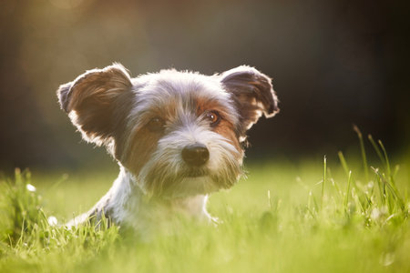 Portrait of happy dog in grass. Cute terrier resting in garden during summer day.の写真素材