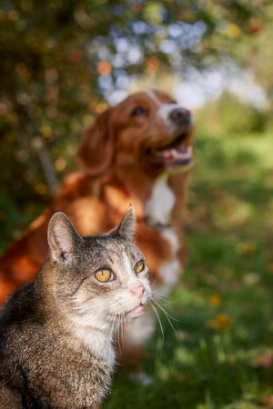 Cat and dog sitting together in grass under tree during autumn day. Freindship between tabby domestic cat and Nova Scotia Duck Tolling Retriever.の写真素材
