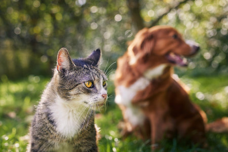 Cat and dog sitting together in grass on sunny day. Freindship between tabby domestic cat and Nova...