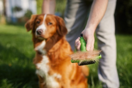 Routine dog care. Pet owner is brushing fur of his retriever.の写真素材