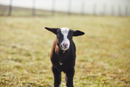 Front view of lonely lamb curiously looking at camera on pasture. Organic farm in countryside....