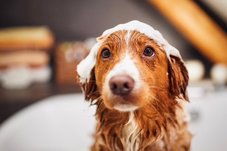 Wet dog in bathtub at home bathroom. Bathing of happy Nova Scotia Duck Tolling Retriever with foam soap on head.の写真素材