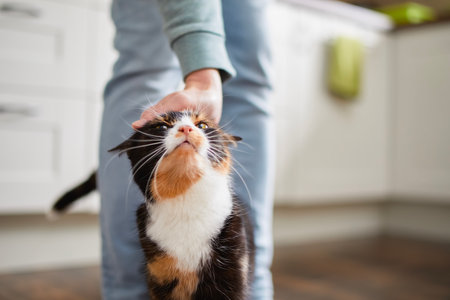 Domestic life with pet. Welcoming cat with its owner at home. Hand of man stroking tabby cat.の写真素材