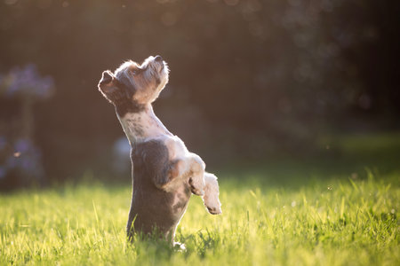 Funny dog standing on its hind legs and looking up. Cute terrier is begging in garden during summer...
