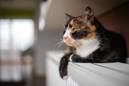 Domestic life with pet. Portrait of cute tabby cat while lying on heater at home.の写真素材