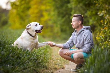 Happy man with dog in nature on sunny summer day. Cute yellow labrador retriever giving paw to his...