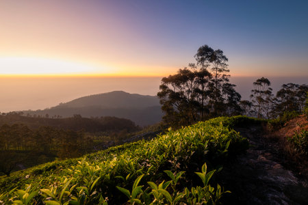 Beautiful sunrise over hills with tea plantations near Haputale in Sri Lanka.