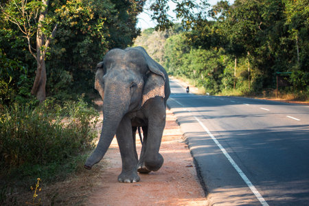 Front view of wild elephant walking along main road. Habarana in Sri Lanka.の写真素材