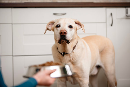 Pet owner feeding of hungry dog. Labrador retriever waiting for food at home kitchen.の写真素材
