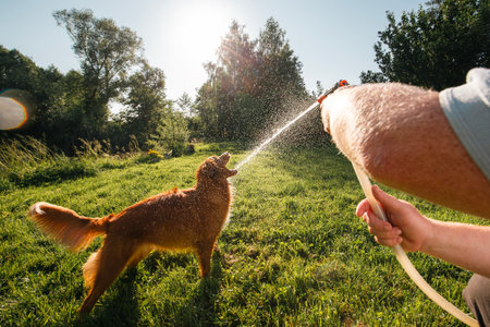Pet owner playing with dog on heat summer day. Nova Scotia Duck Tolling Retriever enjoying splashing water from garden hose.の写真素材