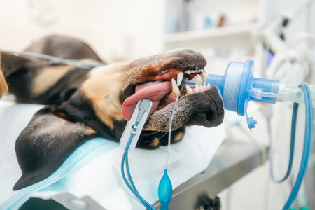 Dog in operating room is anesthetized and monitored with pulse oximeter on its tongue, connected to breathing mask in veterinary clinic.の写真素材