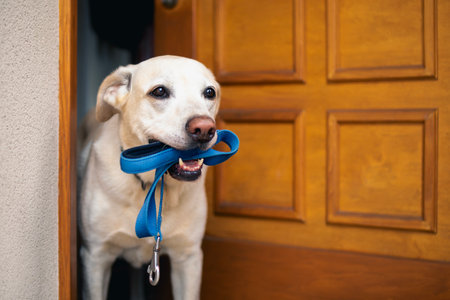 Cute dog waiting for walk. Happy labrador retriever holding pet leash in mouth in open door of house.の写真素材