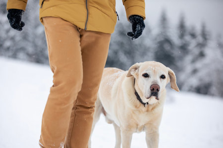 Man walking with dog in snowy nature. Mid section of pet owner with his yellow labrador retriever on winter day.の写真素材