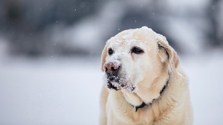 Cute dog in snowy nature. Yellow labrador retriever in deep snow on winter day.の写真素材