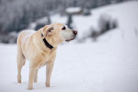 Cute dog in snowy nature. Yellow labrador retriever in deep snow on winter day.の写真素材