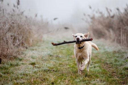 Happy dog running on meadow with stick in mouth. Playful labrador retriever during frosty and foggy autumn day.の写真素材