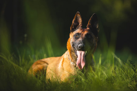 Portrait of happy Belgian Shepherd Malinois. Cute dog lying in grass on sunny summer day.の写真素材