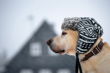 Funny portrait of dog wearing cap in snowy rural landscape. Cute labrador retriever in snowfall.の写真素材