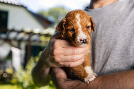 Man holding cute puppy in arms on back yard against house. Close-up of cute Nova Scotia Duck Tolling Retriever.の写真素材