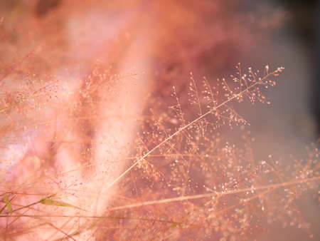 Grass flowers that live along the garden or fence.