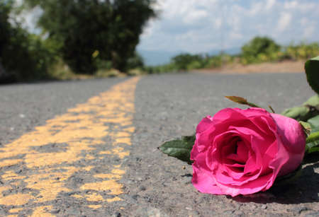 Pink roseの写真素材