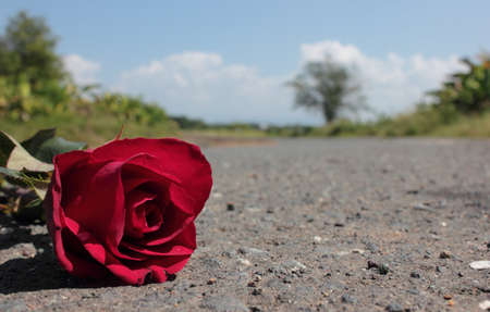 Red roseの写真素材