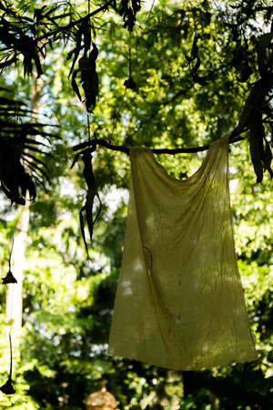 Old T-shirt hanging on a branchの写真素材