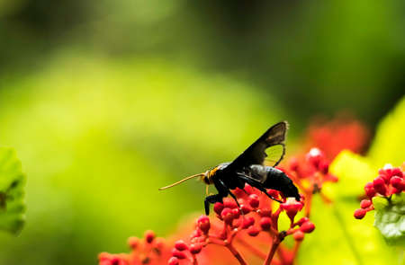 The wasp is sucking sweet water from red flowers.の写真素材