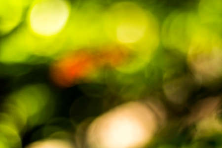 Soft green natural bokeh background and abstractの写真素材