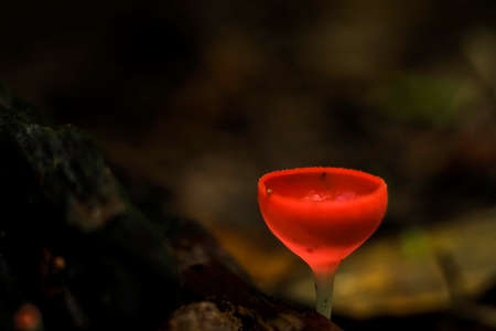 Delicate champagne red cup mushroomの写真素材