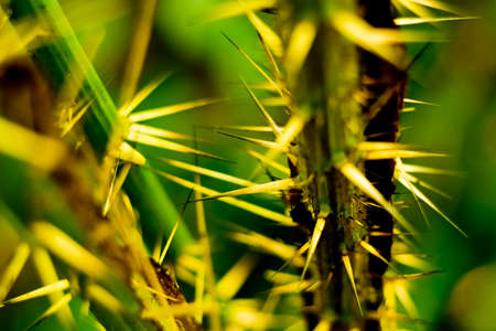 The thorns in close proximity give the details of the beautiful thorns. And a little bokehの写真素材