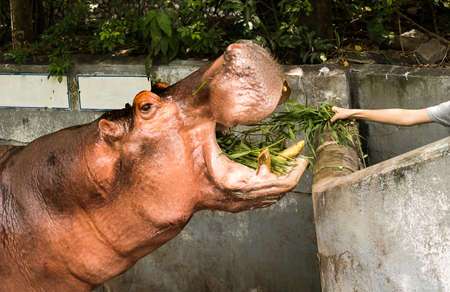 The hippopotamus is eating grass from people who bring grass to the zoo.の写真素材