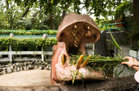 The hippopotamus is eating grass from people who bring grass to the zoo.の写真素材